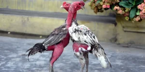 Đá Gà Nòi – Nghệ Thuật Chiến Đấu Của Hùng Kê