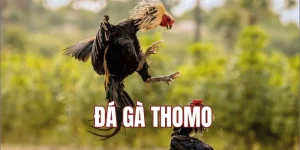 Đá Gà Thomo – Loại Hình Giải Trí Nổi Bật Trên Thị Trường