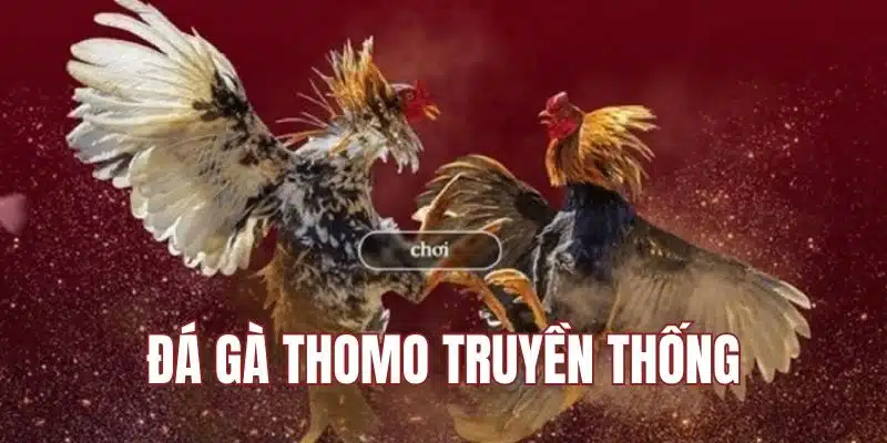 Đá gà truyền thống thu hút mọi người