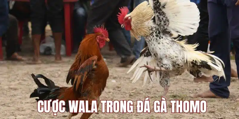 Cược Wala có xác suất chiến thắng cao