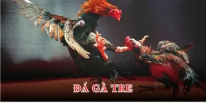 Đá gà tre