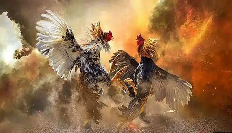 Đá gà tre là bộ môn phổ biến và được nhiều người yêu thích.