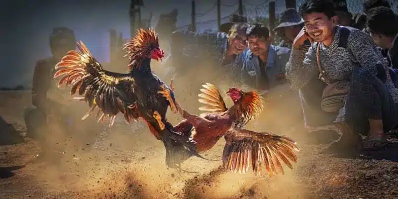 Nên chọn đấu trường đá gà tre uy tín để có trải nghiệm tốt.